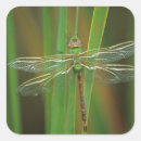 Search for reed stickers Pond