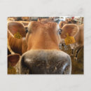 Search for dairy postcards Cattle
