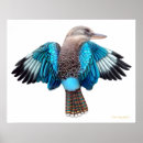Search for kookaburras posters Laughing kookaburra