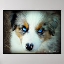 Search for aussie posters Puppy