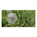 Search for dandelions posters Blossom