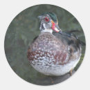 Search for wild duck stickers Wildlife