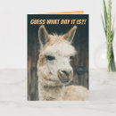 Search for funny camel birthday cards Llama