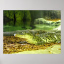 Search for cuban posters Wildlife
