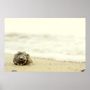 Search for seashells posters Sand