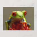 Search for red eye postcards Frog