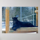 Search for black jaguar posters Wild