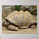 Search for reptile posters Desert