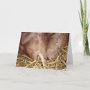 Search for pig pic cards Animal