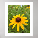 Search for rudbeckia posters Floral