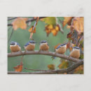 Search for nuthatches postcards Animal