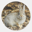 Search for cottontail stickers Rabbit