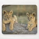 Search for panthera leo electronics Cub