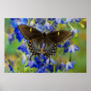 Search for plexippus posters Butterfly