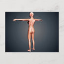 Search for cervical postcards Human representation