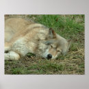 Search for lie posters Wildlife