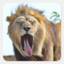 Search for lions mane stickers Mammal