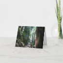 Search for muir woods cards Redwood