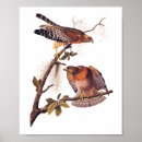 Search for birds of prey posters Raptor