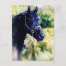 Search for digital horse postcards Equine