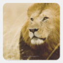 Search for male lion stickers Wildlife