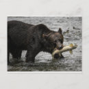 Search for catch horizontal postcards Wildlife