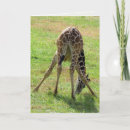 Search for giraffe photo cards Photograph