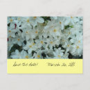 Search for daffodil save the dates Nature