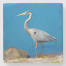 Search for fowl barware Nature