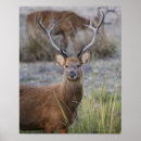 Search for trophy posters Nature