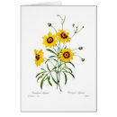 Search for coreopsis Botanical
