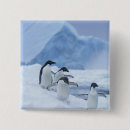 Search for arctic animal badges Penguin