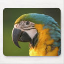 Search for mccaws Parrot