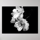 Search for white lily posters Vintage