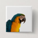 Search for macaw parrot badges Animals