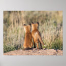 Search for kit posters Animals
