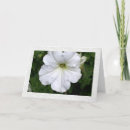 Search for petunia cards Photography