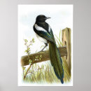 Search for corvidae Wildlife