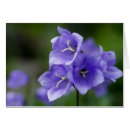 Search for bellflower cards Floral