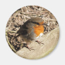 Search for robin magnets Cute