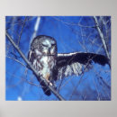 Search for winking posters Owl