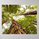 Search for muir woods posters Trees