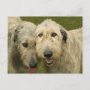 Search for wolfhound postcards Canine