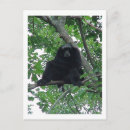 Search for gibbon postcards Nature