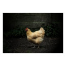 Search for country chicken posters Nature