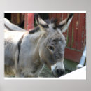 Search for farm animals birthday posters Country