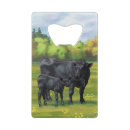 Search for black angus Livestock