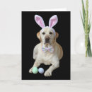 Search for labrador easter cards Bunny
