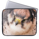 Search for falconer electronics Birds