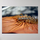 Search for antenna posters Insect